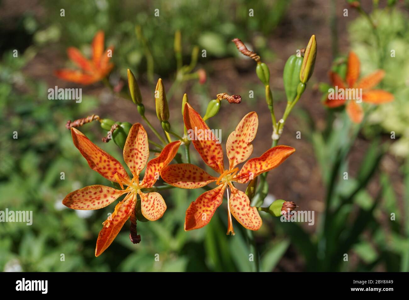 The Blackberry Lily or Leopard Lily (Belamcanda chinensis), the sole species in the genus Belamcanda, was transferred to the genus Iris in 2005. Stock Photo