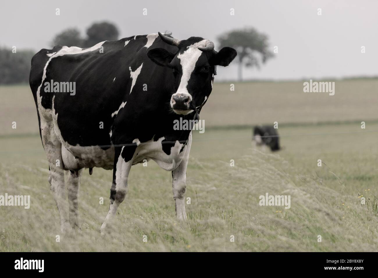 a cow on a cow pasture on a cloudy day with reduced colors Stock Photo ...