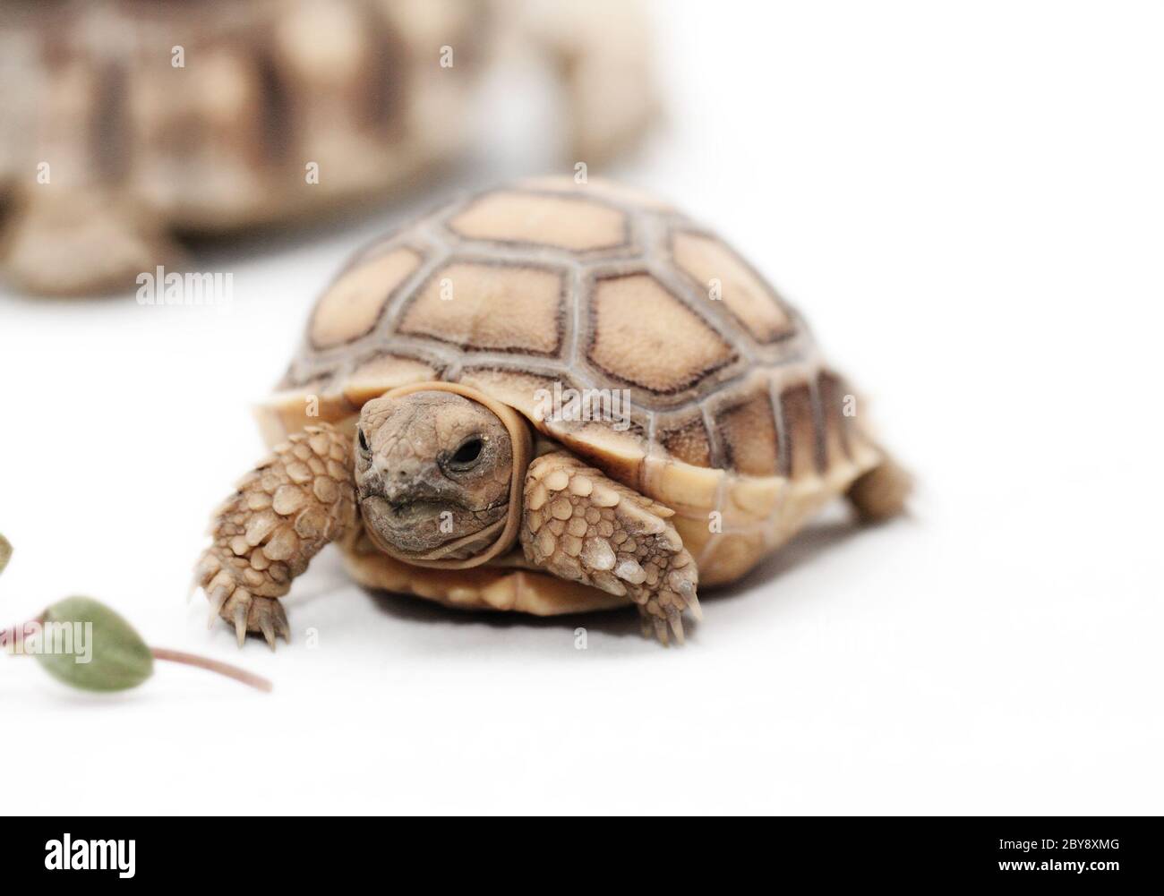 African Spurred Tortoise (Geochelone sulcata) isolated on white ...