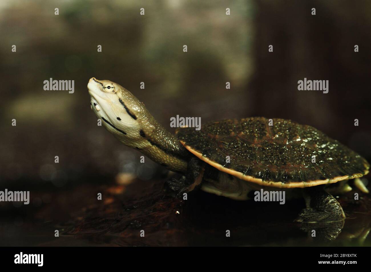 Phrynops hilarii (Spot-bellied side-necked turtle) Stock Photo