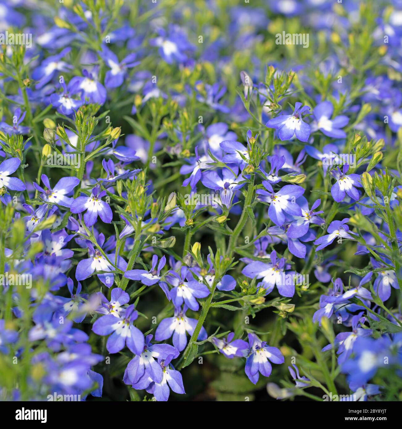 Flowering lobelia in blue and white Stock Photo