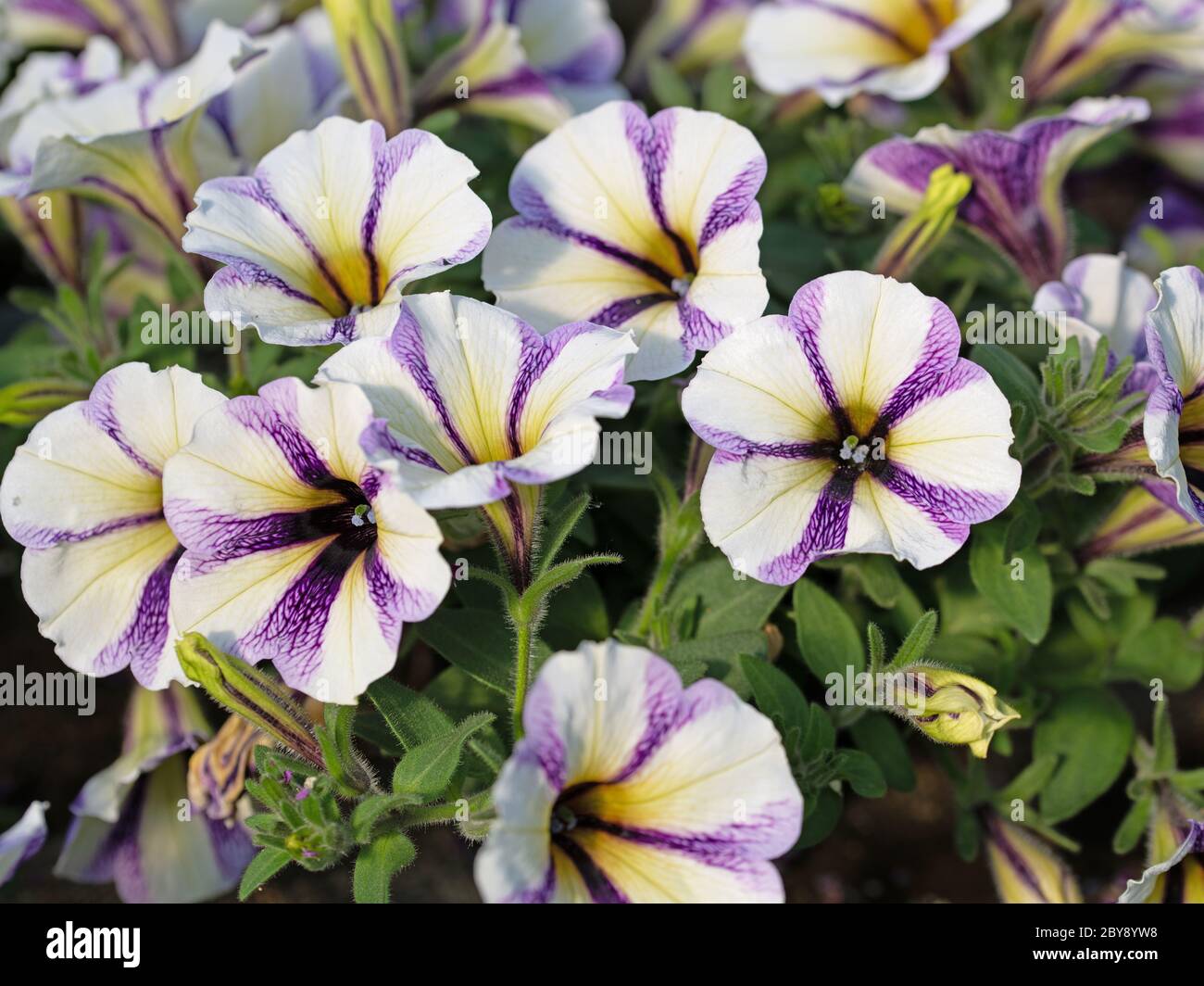 Flowering petunias in a close-up Stock Photo