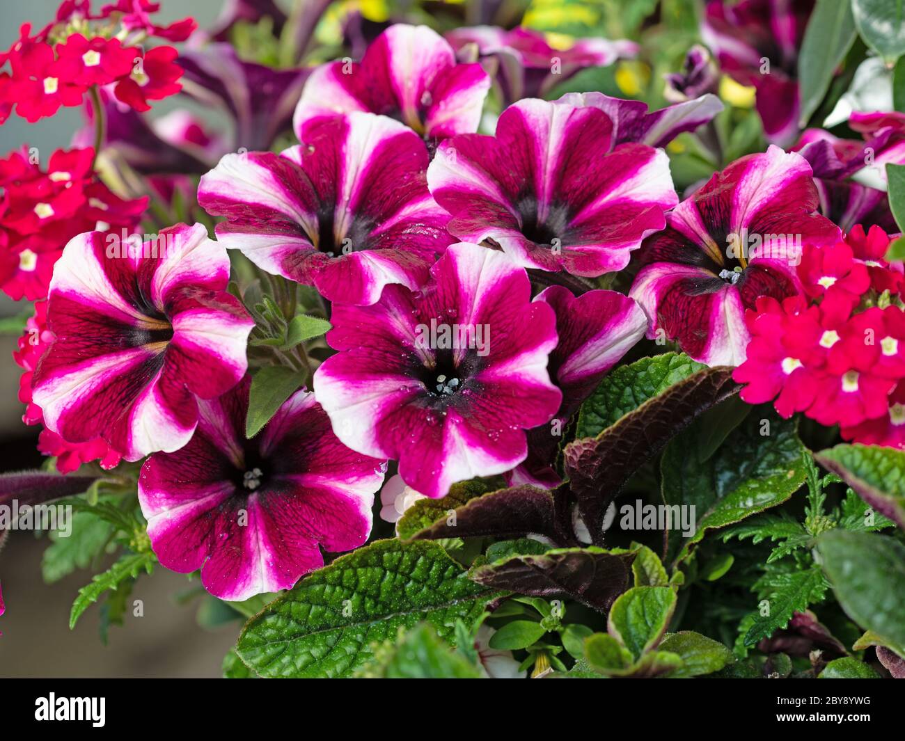 Flowering petunias in a close-up Stock Photo