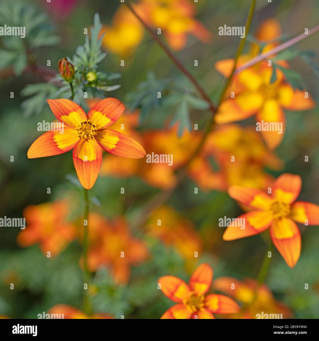 Blooming bidens in the garden, orange flowers Stock Photo