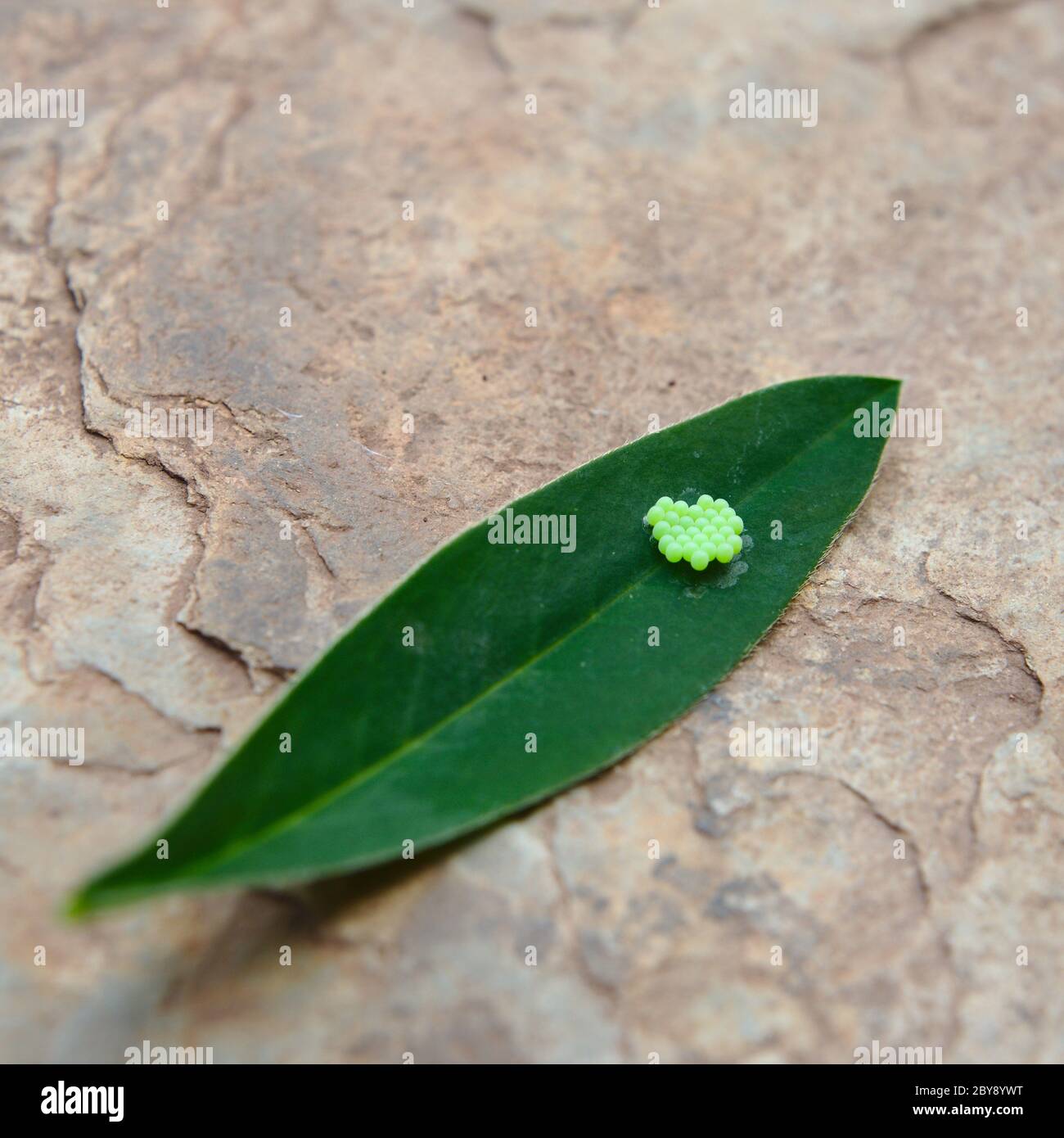 Caterpillar eggs hires stock photography and images Alamy