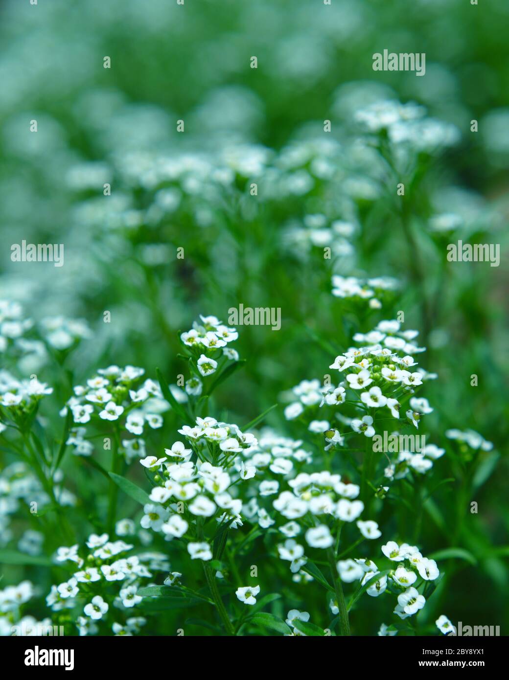 White Alyssum flowering during Spring, shallow focus Stock Photo - Alamy