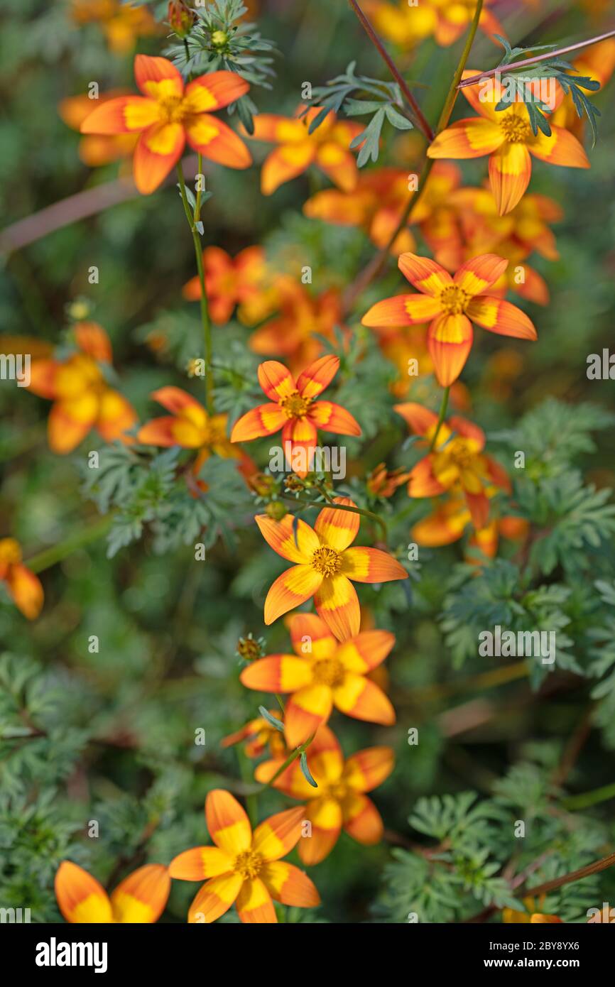 Blooming bidens in the garden, orange flowers Stock Photo