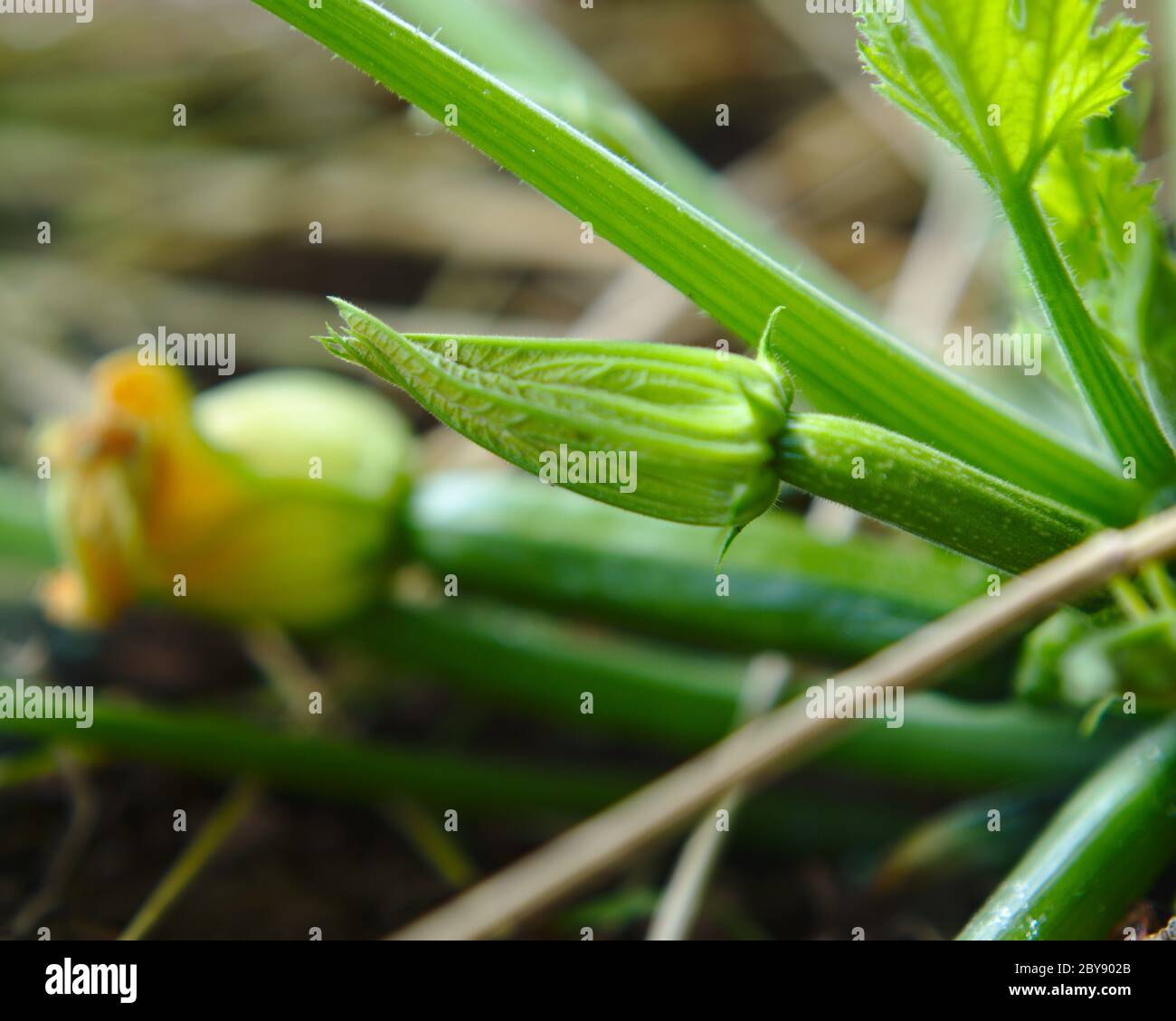 Courgette plant detail of flower Stock Photo Alamy
