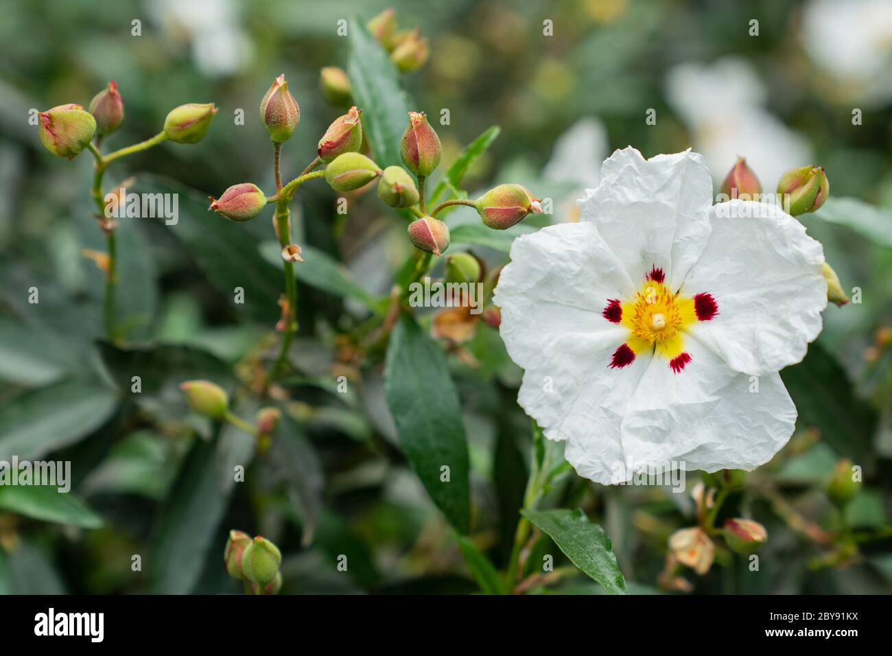 LaurelLeaved Cistus (Cistus laurifolius Stock Photo Alamy