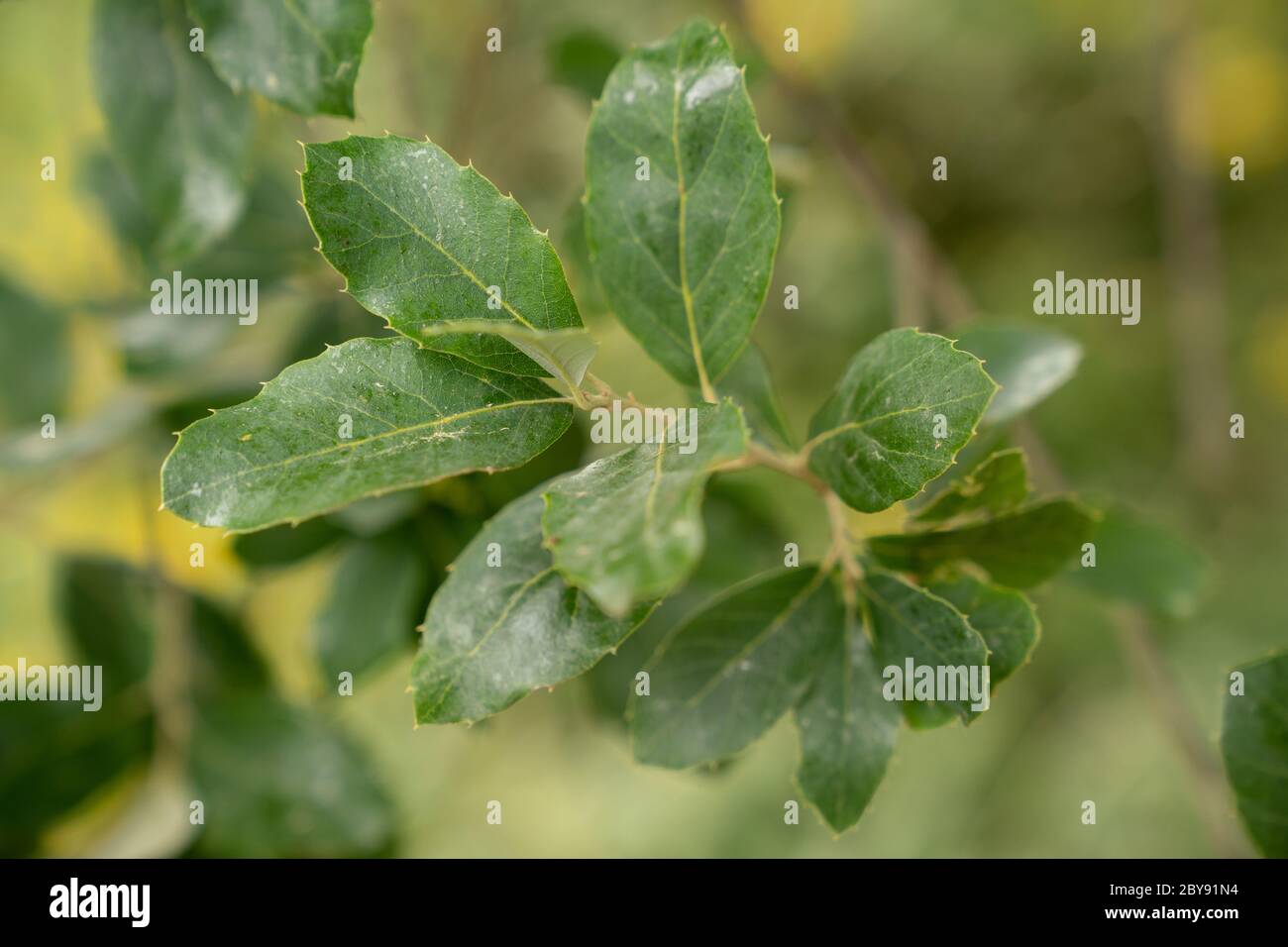 Cork Oak leaves (Quercus suber Stock Photo Alamy