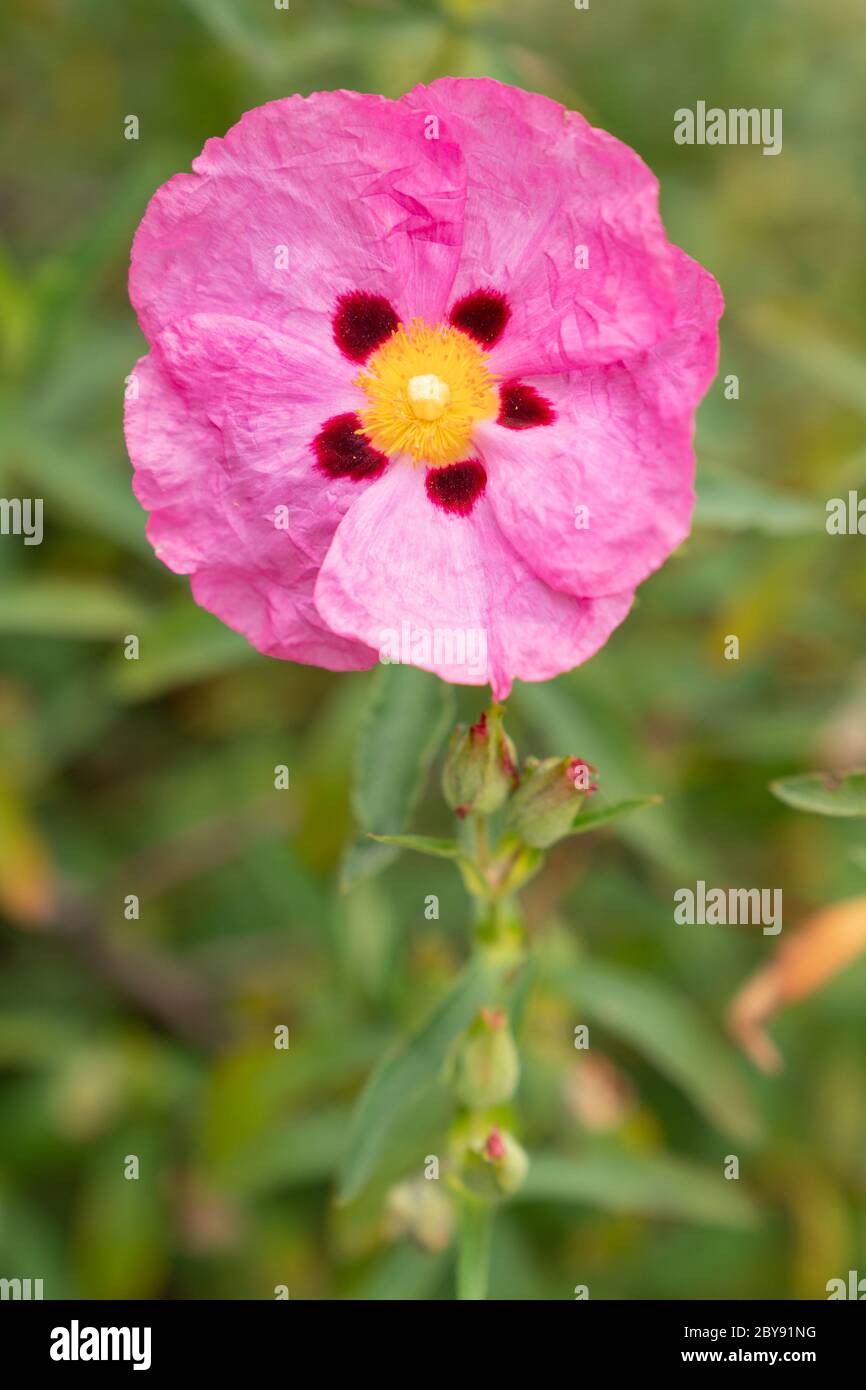 Pink Rock Rose (Cistus creticus Stock Photo Alamy