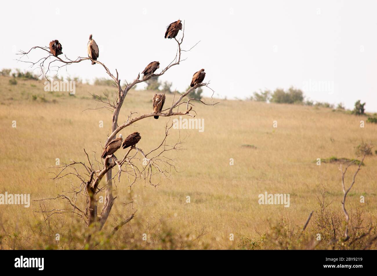 African white-backed vultures, Gyps africanus, perched on a tree in Masai Mara National Reserve. Kenya. Africa. Stock Photo