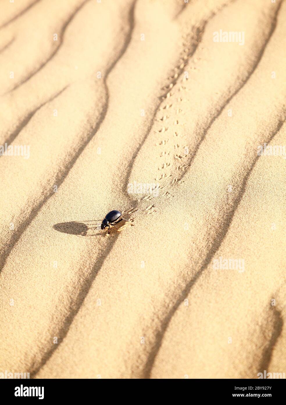 Scarabaeus on sand Stock Photo