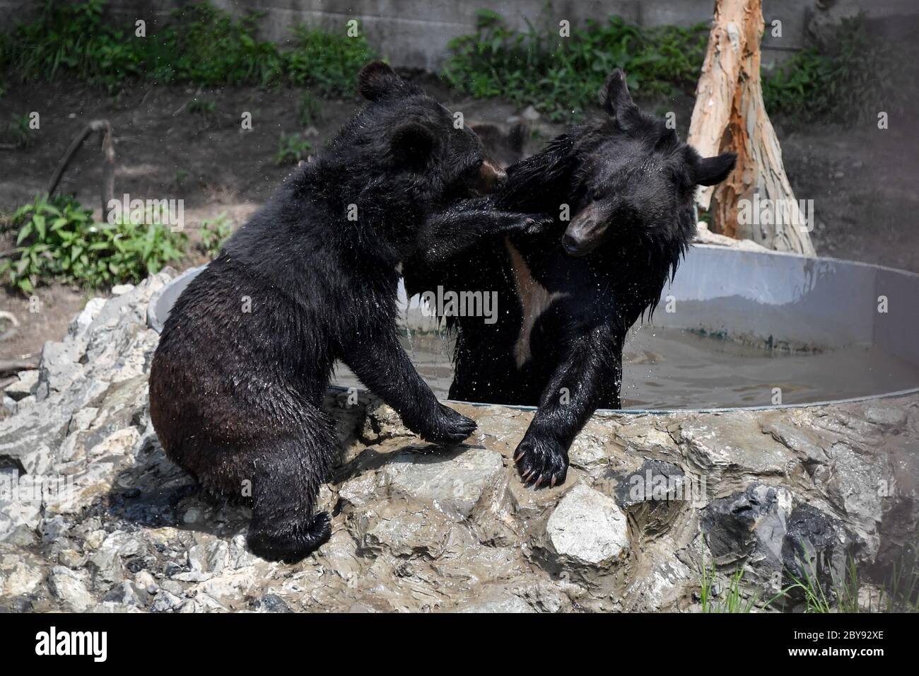 Vladivostok, Russia. 9th June, 2020. Asian black bears play in the Sadgorod Zoo during the pandemic of the novel coronavirus disease (COVID-19). On 6 June, open air zoos re-opened in Vladivostok after two months of being closed. The Primorye Territory, including Vladivostok, has been in lockdown since 31 March. Lockdown restrictions have been eased since 26 May. Credit: Yuri Smityuk/TASS/Alamy Live News Stock Photo