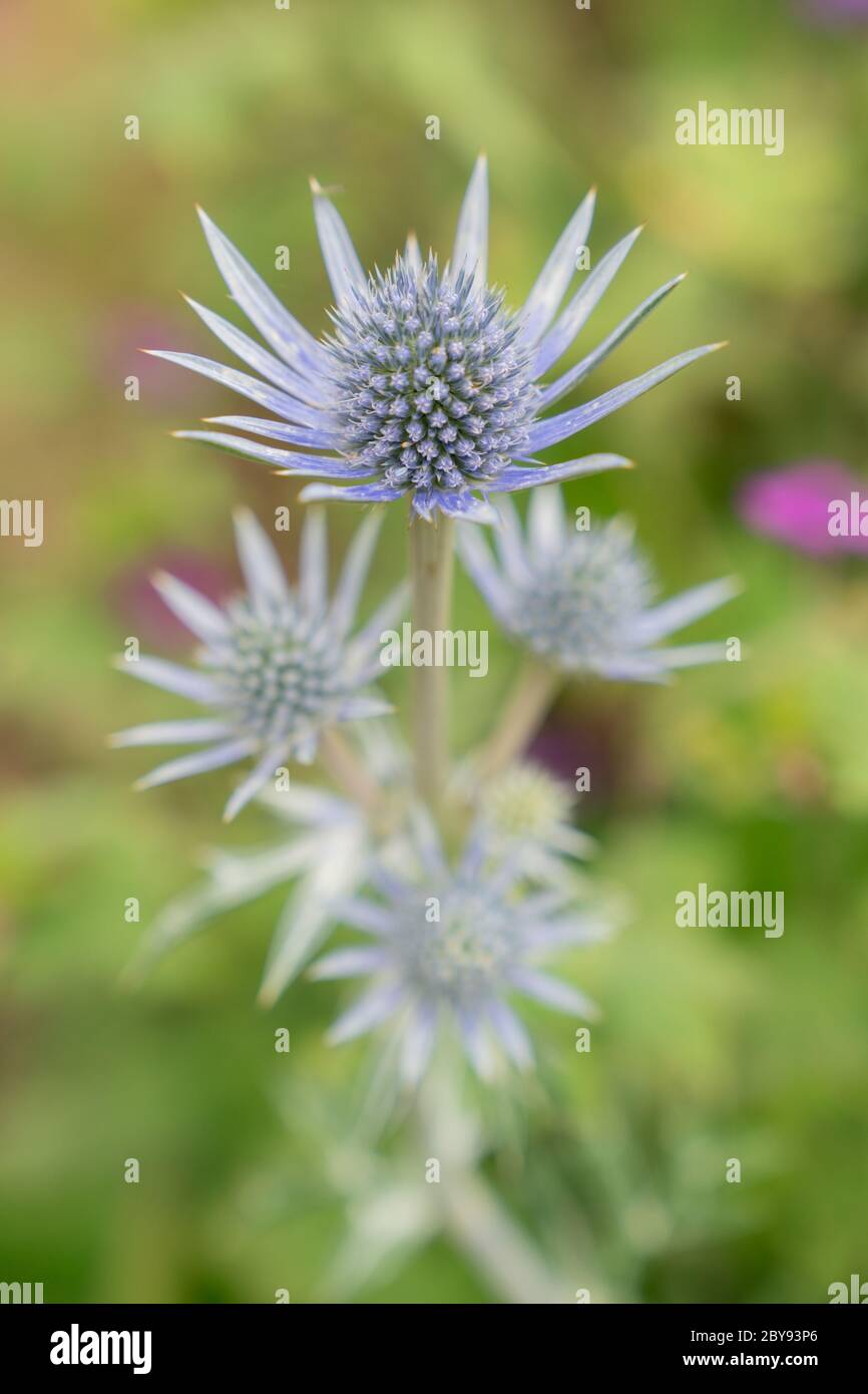 Mediterranean sea holly eryngium bourgatii hires stock photography and images Alamy