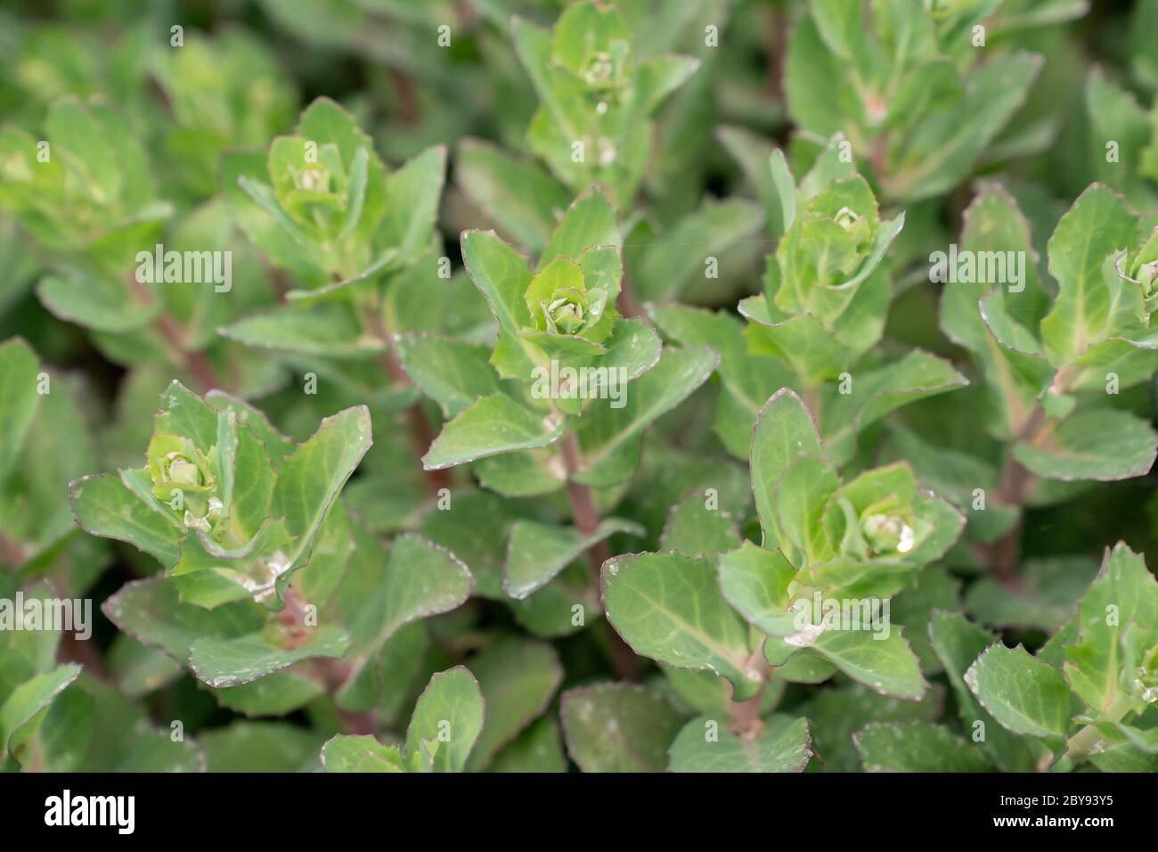Sedum leaves Stock Photo
