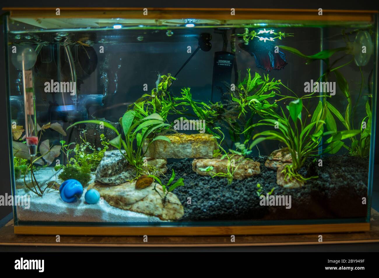 Three gallon betta or siamese fighting fish aquarium with live aquatic plants ghost shrimp snails rocks heater filtration sand substrate and led light Stock Photo