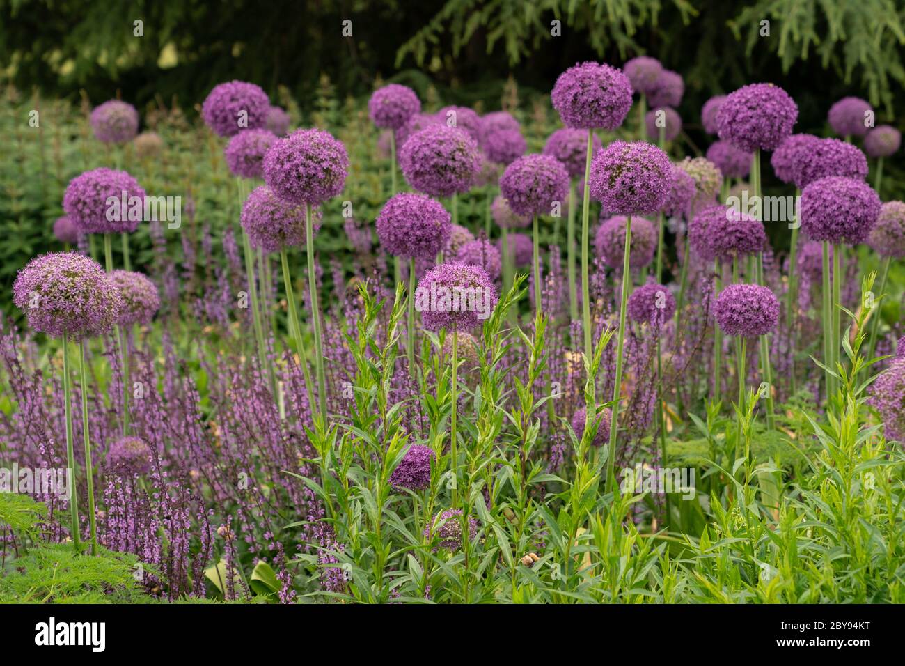 Giant Allium (Allium giganteum Stock Photo Alamy