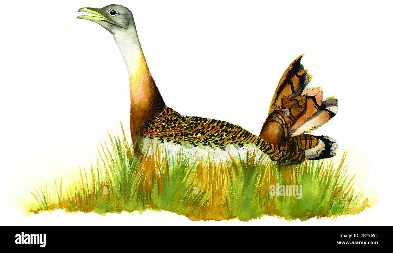 Great bustard (Otis tarda) in the field. Stock Photo