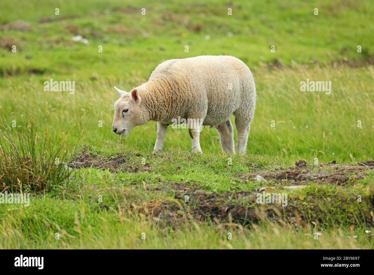 One sheep grazing and standing in a green grass field, Shetland Islands, Scotland. Stock Photo