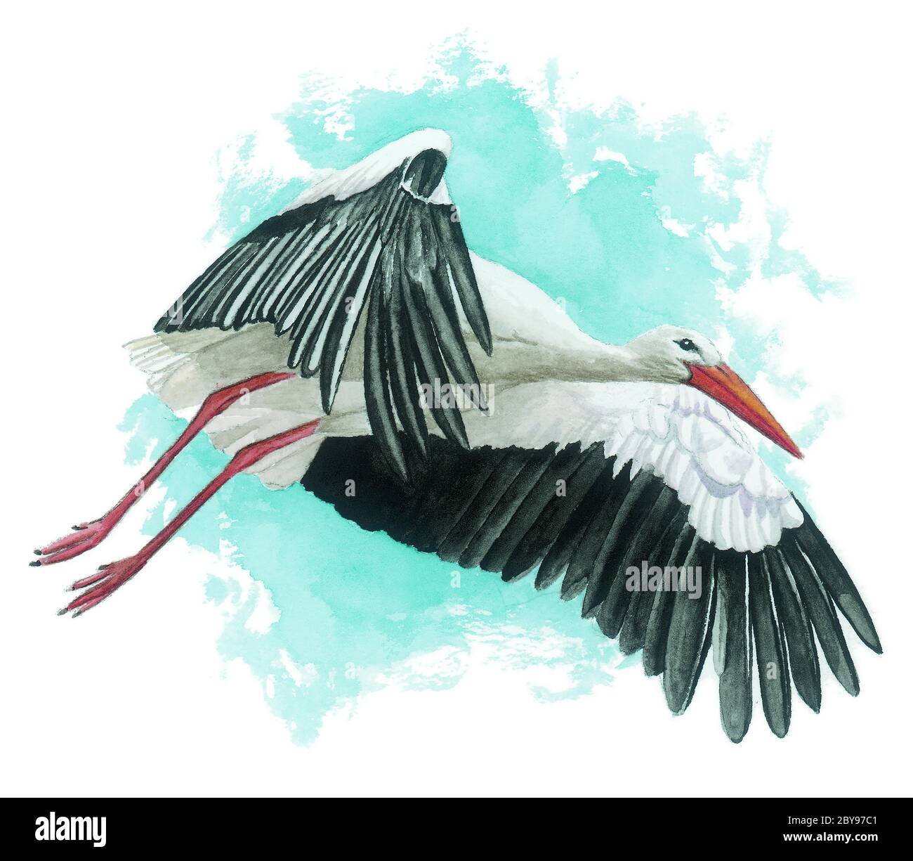 White stork (Ciconia ciconia) flying. Stock Photo