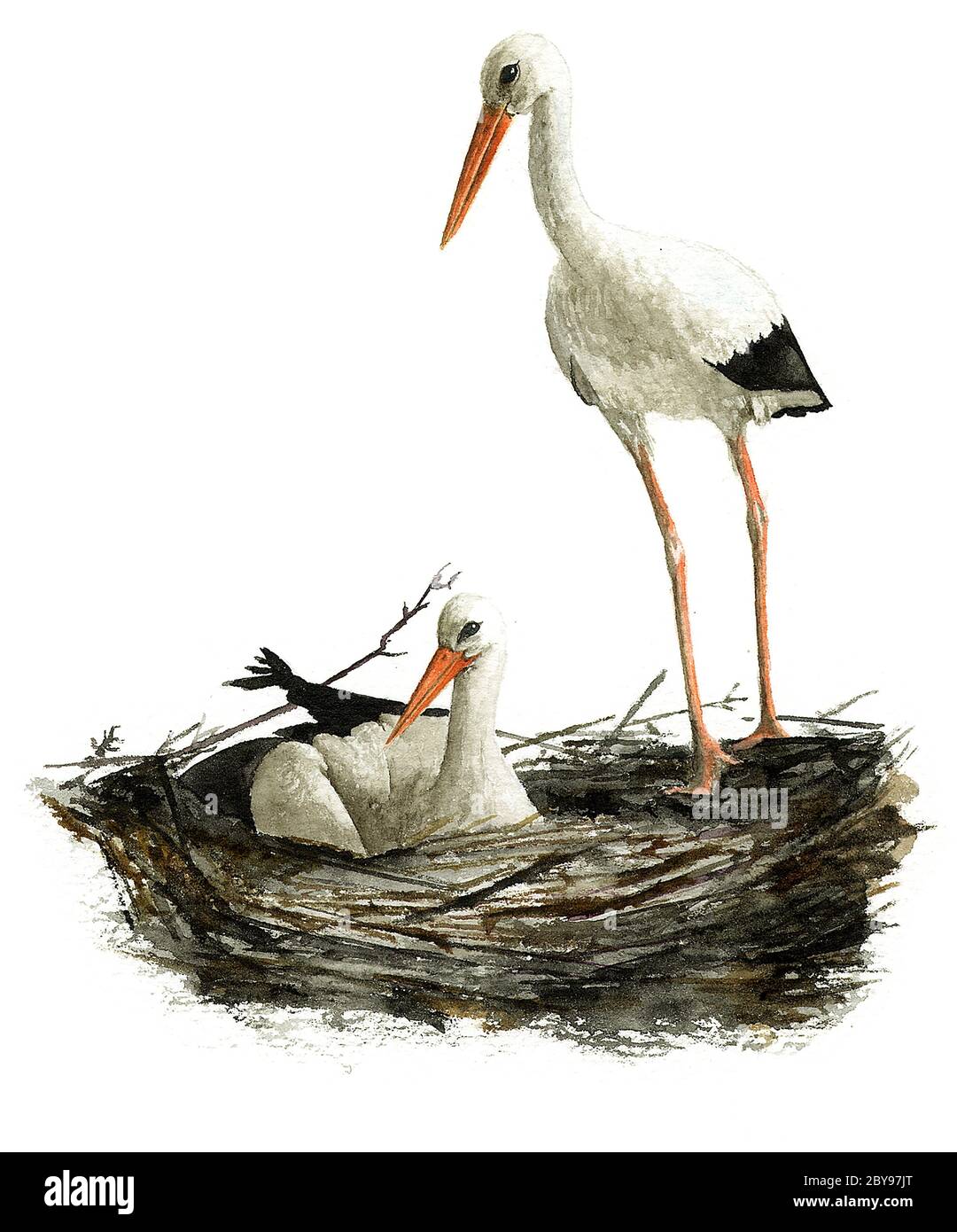 White stork (Ciconia ciconia), a couple in their nest. Stock Photo