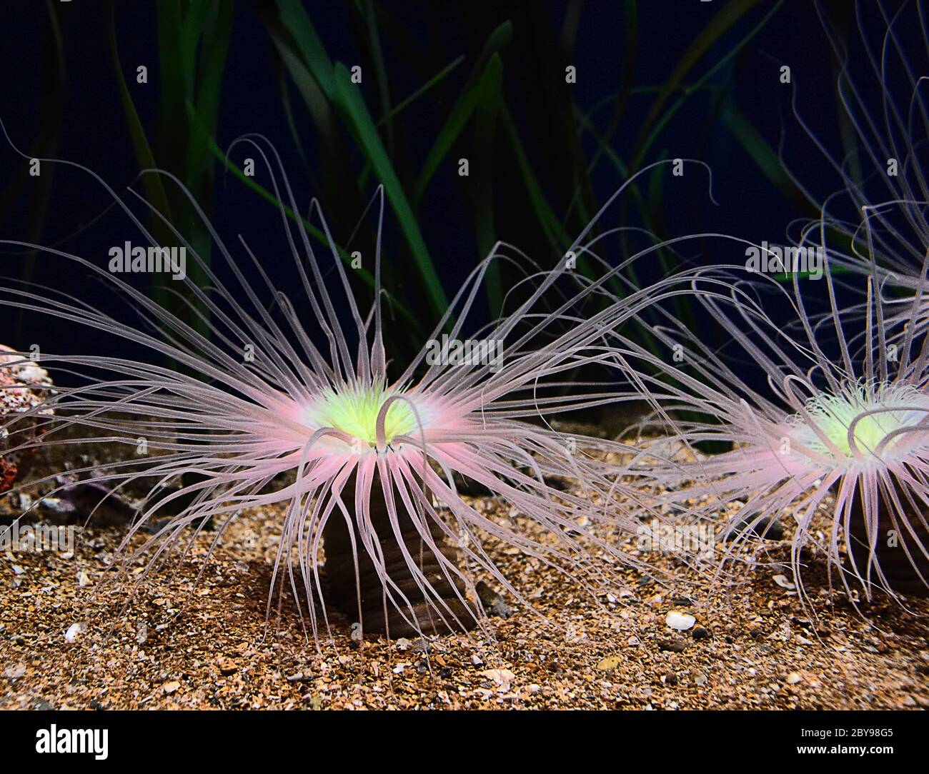 Various brightly colored anemones, tentacles, dark background Stock Photo