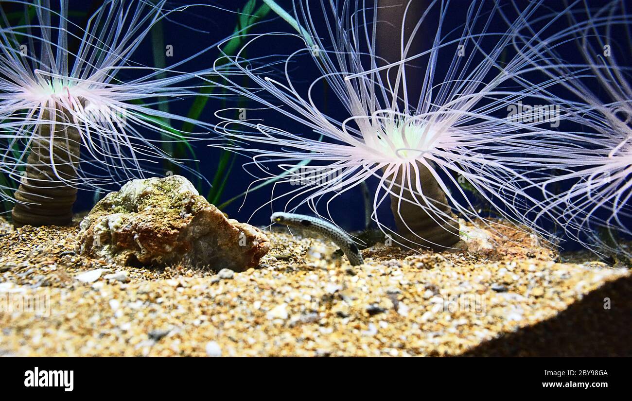 Garden eel surrounded by anemones, colorful, rocks, sand Stock Photo