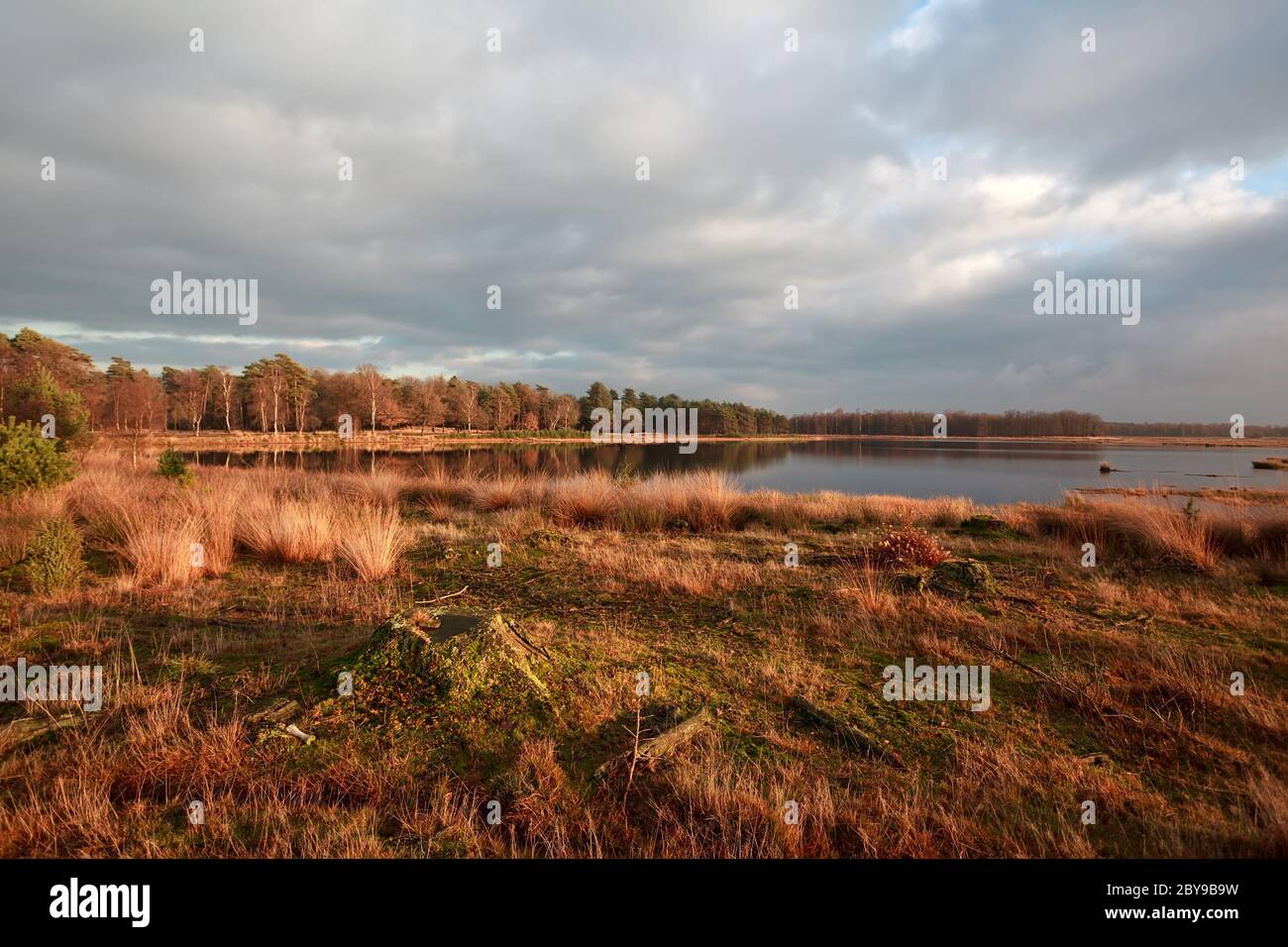 lake in Dwingelderveld at sunset Stock Photo - Alamy