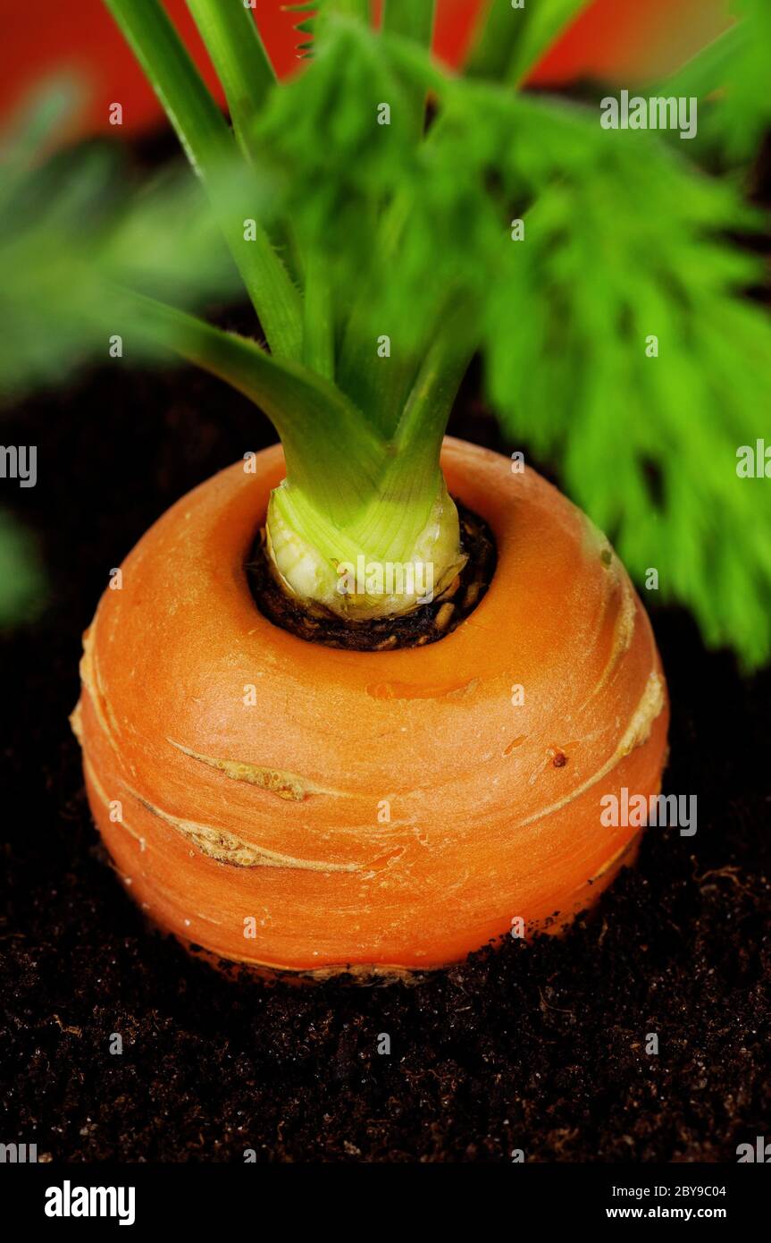 Download Carrot In Plastic Pot Stock Photo Alamy Yellowimages Mockups