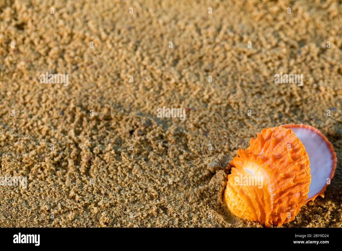 Squear Shell Good On the bright yellow squeak there are shells thrown by sea waves ...
