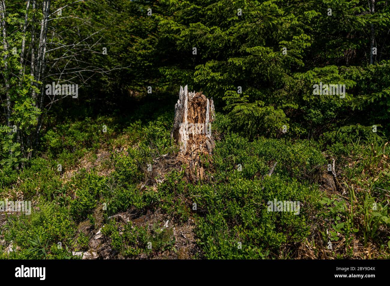 Storm has broken the tree in the Black Forest Stock Photo - Alamy