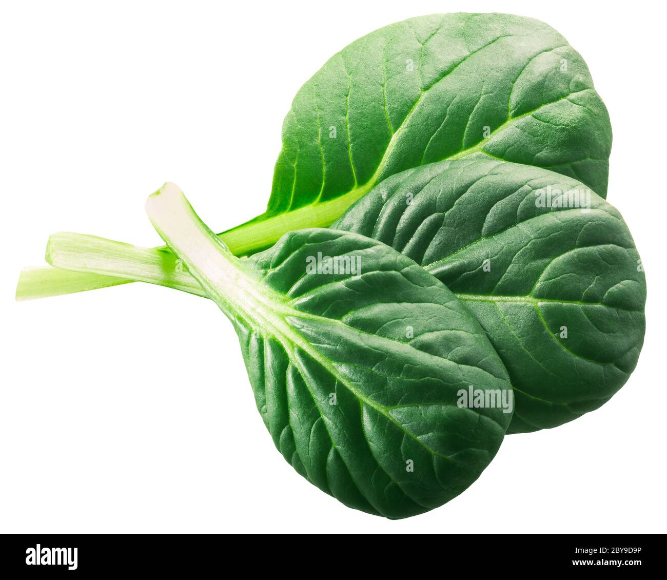 Green Tatsoi leaves (Brassica rapa var. rosularis) isolated, top view Stock Photo