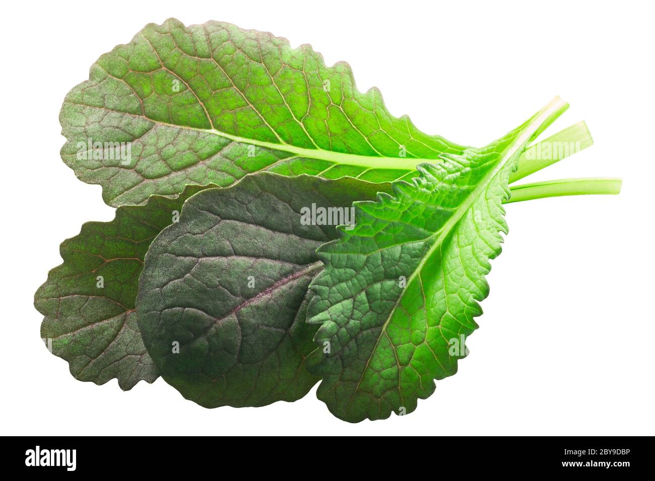 Red Komatsuna or Mizuna, a Japanese mustard (Brassica rapa var. perviridis) isolated, top view Stock Photo