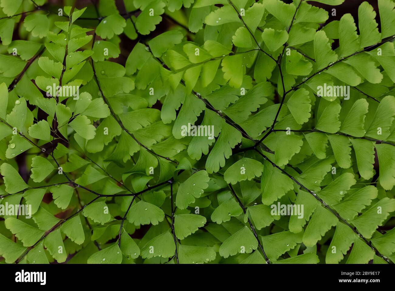 Northern Maidenhair Fern, Adiantum pedatum, in Canadian Lakes in central Michigan, USA Stock Photo