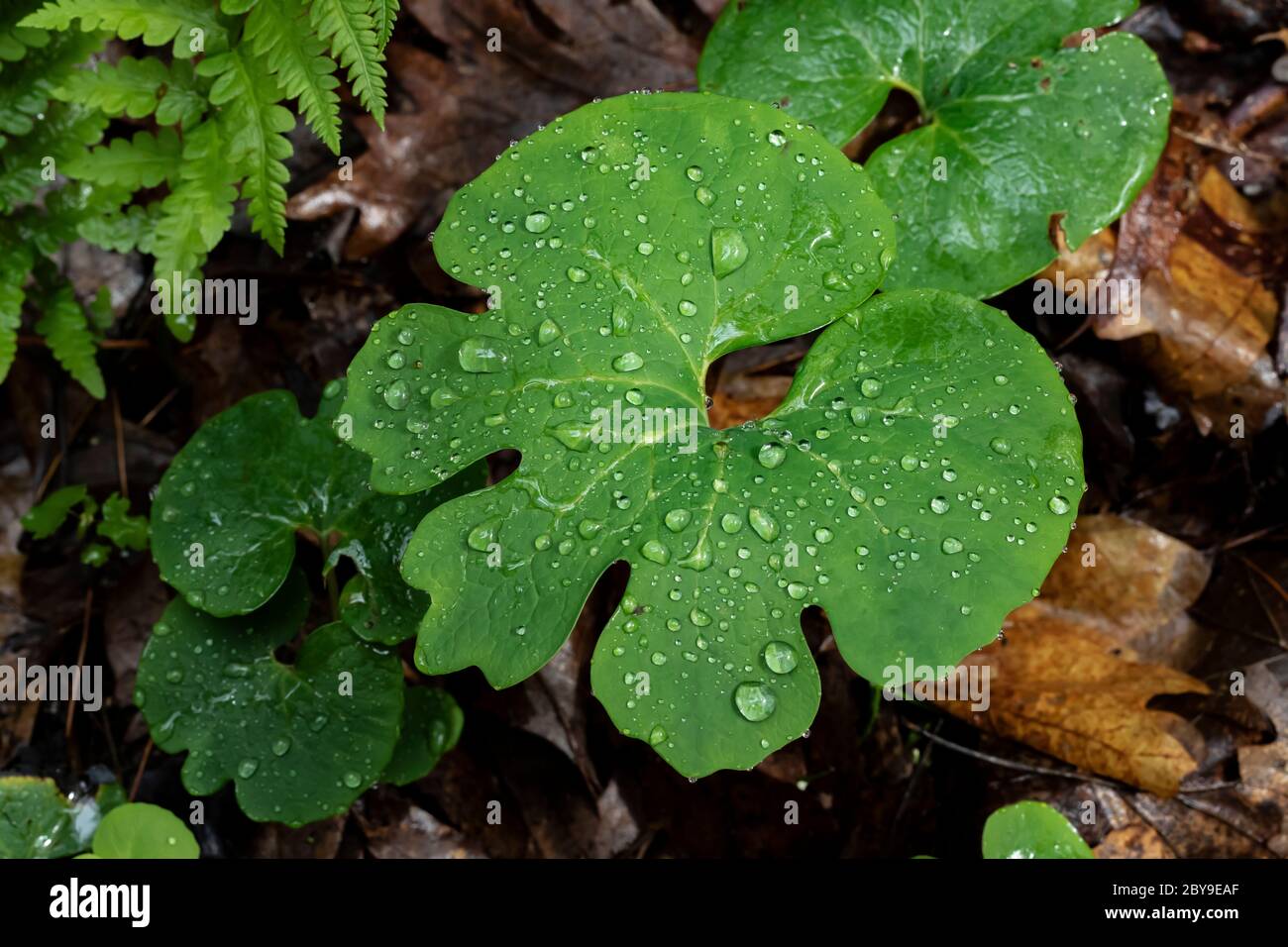Sanguinaria Canadensis Leaf