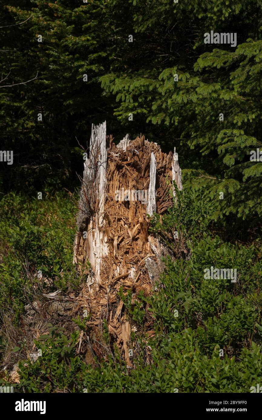 Storm has broken the tree in the Black Forest Stock Photo - Alamy