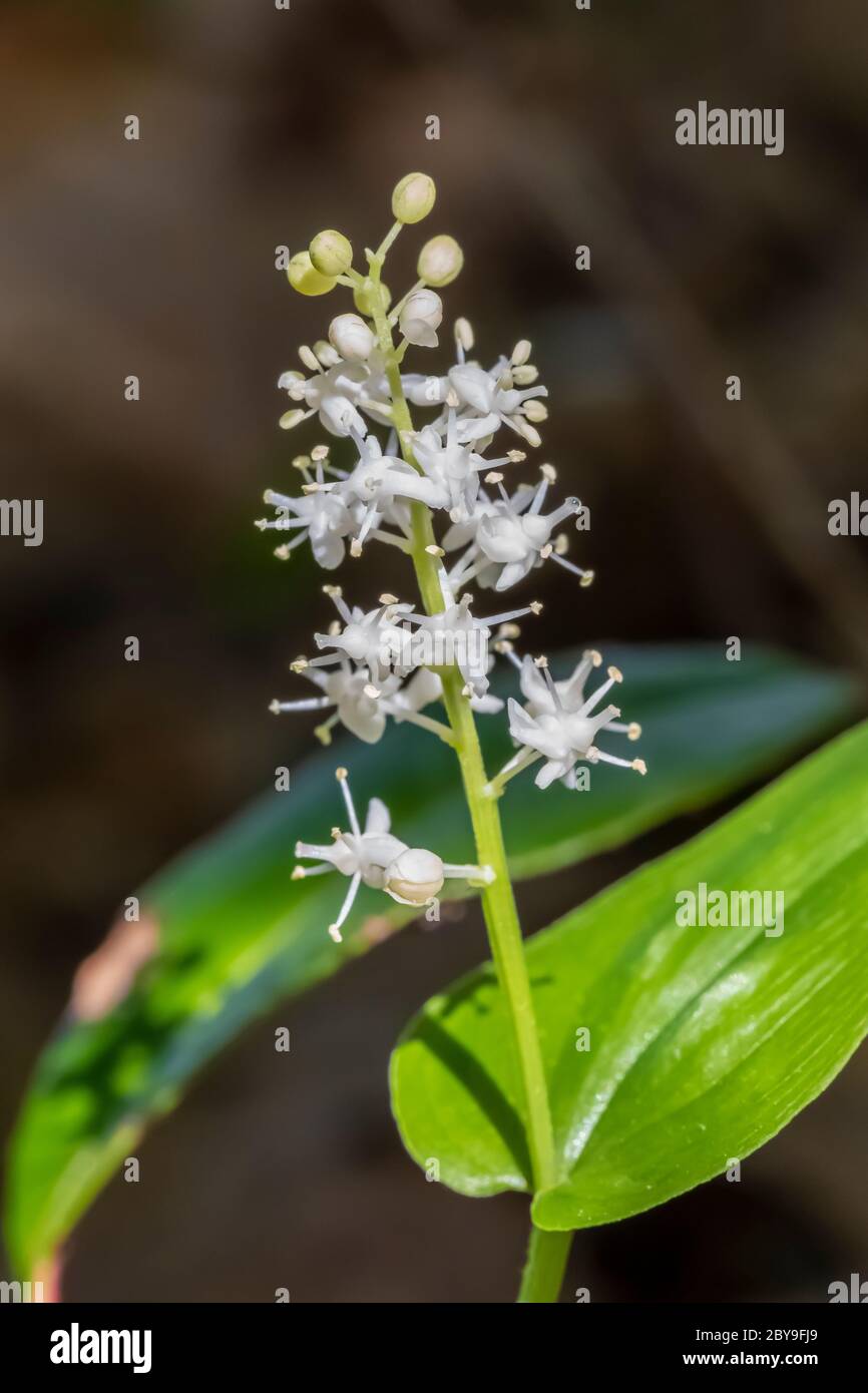 False LilyoftheValley, Maianthemum canadense, blooming in June in
