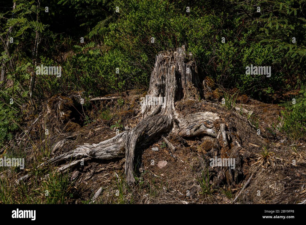 Storm has broken the tree in the Black Forest Stock Photo - Alamy