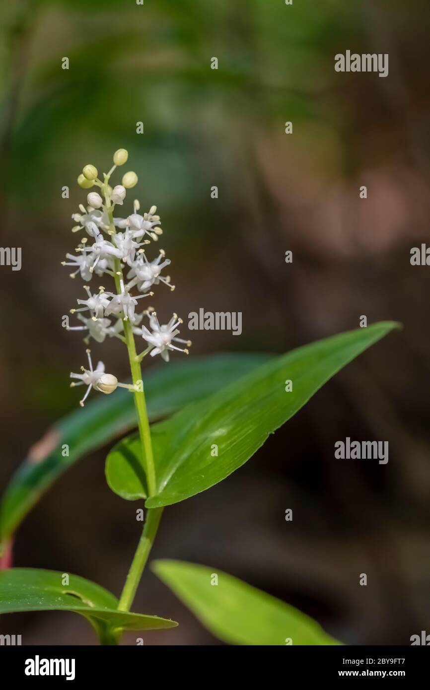 False LilyoftheValley, Maianthemum canadense, blooming in June in