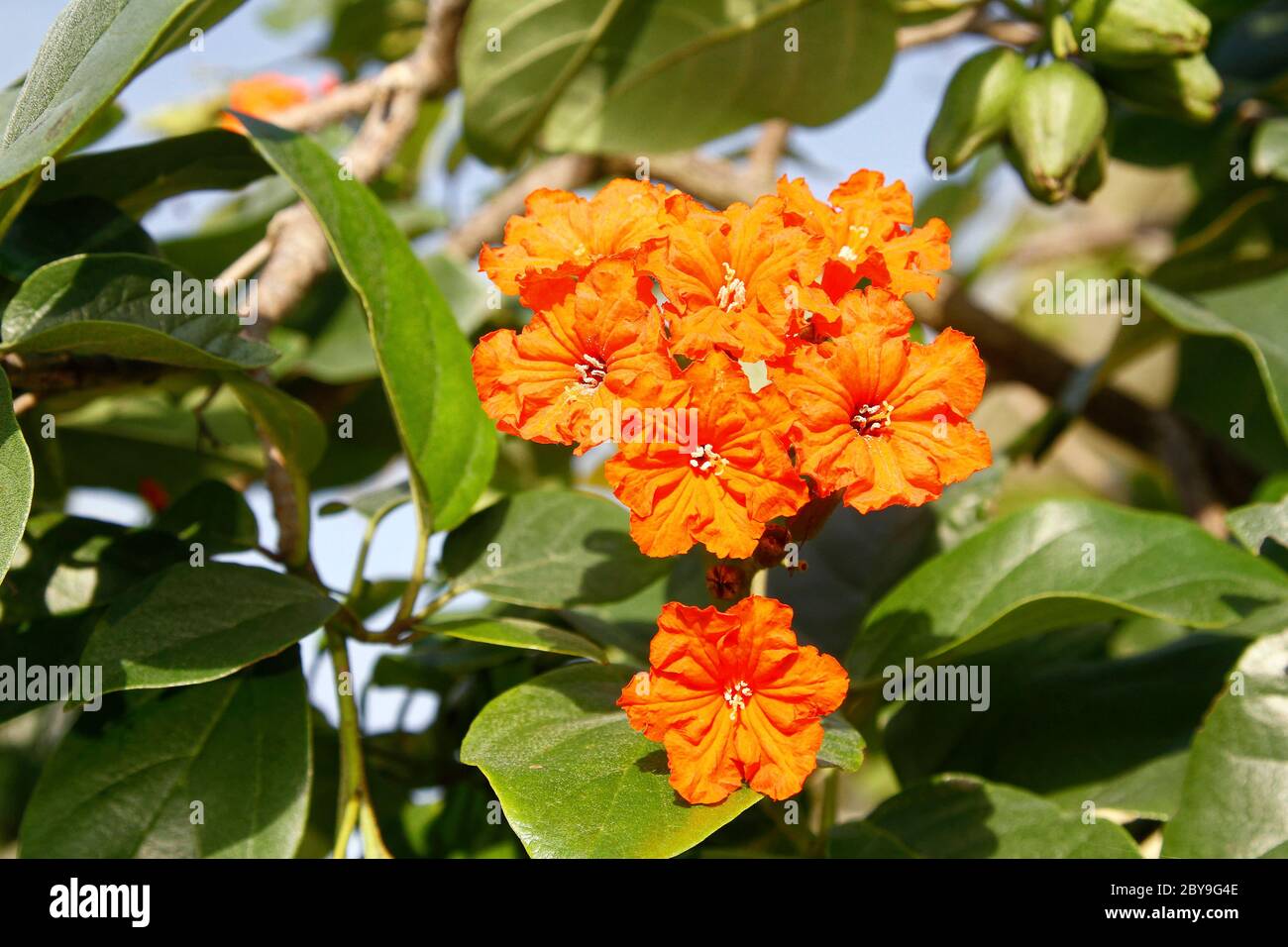 orange flower clusters, geiger tree, Cordia sebestena, tropical, showy, bright blossoms, green leaves, Florida Stock Photo