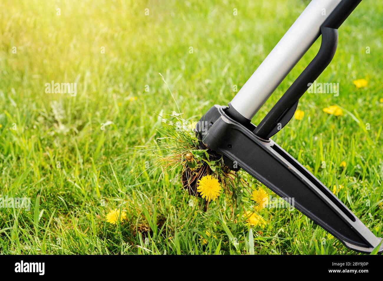 Seasonal yard work, selective focus. Device for removing dandelion