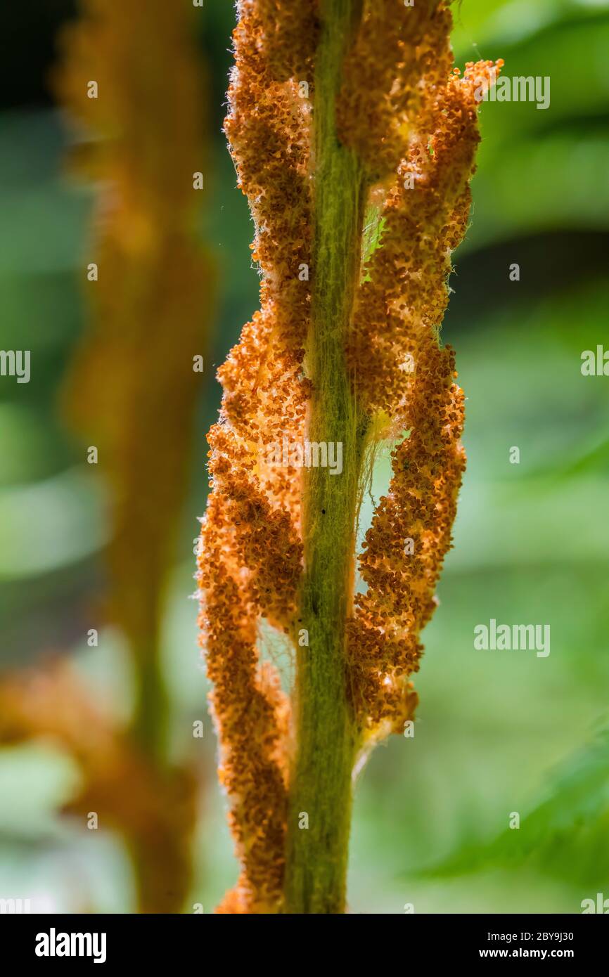 Cinnamon Fern, Osmundastrum cinnamomeum, fertile frond in June in Loda Lake Wildflower Sanctuary