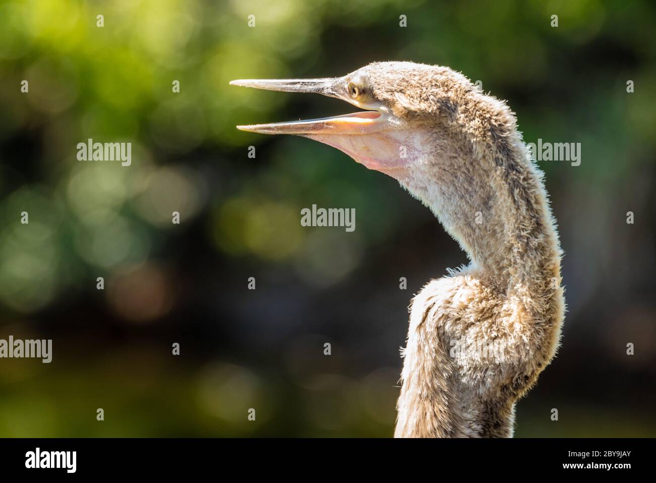 Close-up wildlife portrait of an Anhinga water bird at Bird Island Park in Ponte Vedra Beach, Florida. (USA) Stock Photo