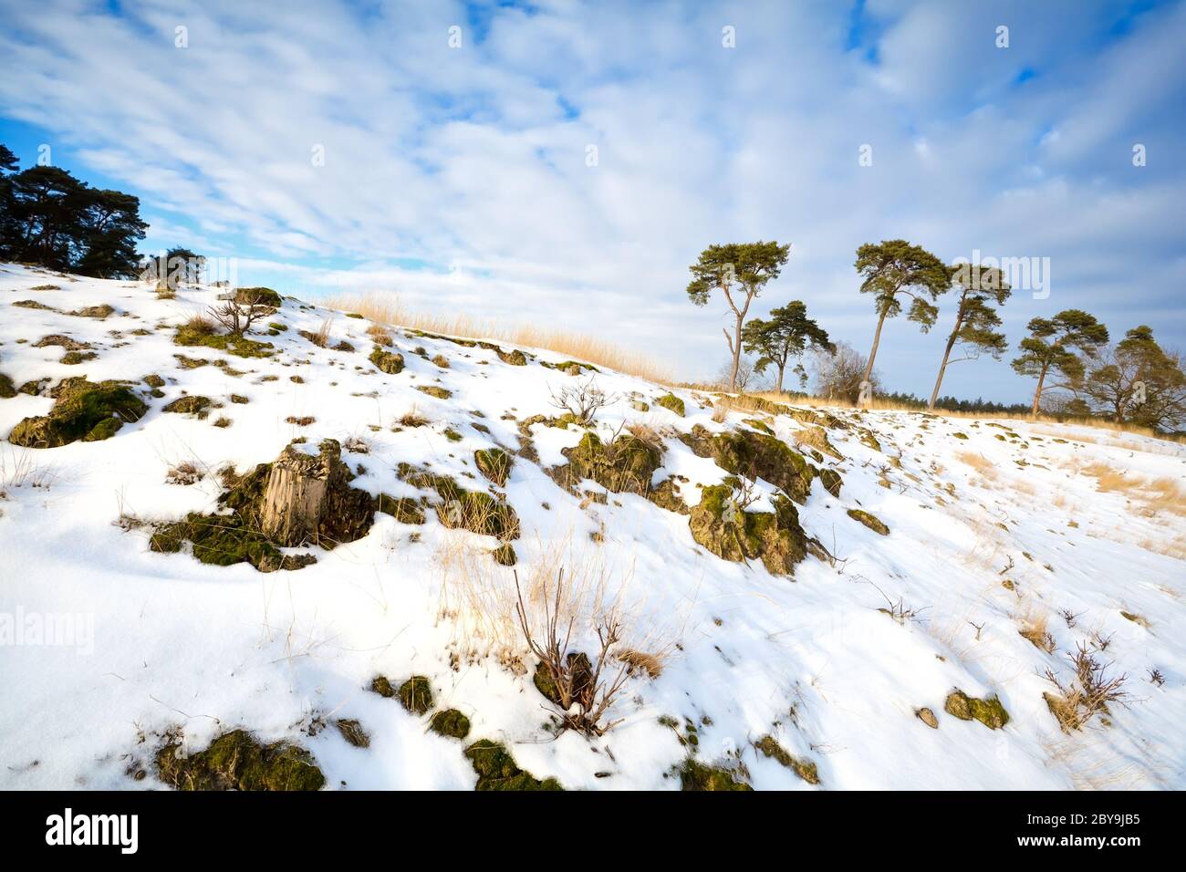 Hill of pine trees hi-res stock photography and images - Alamy
