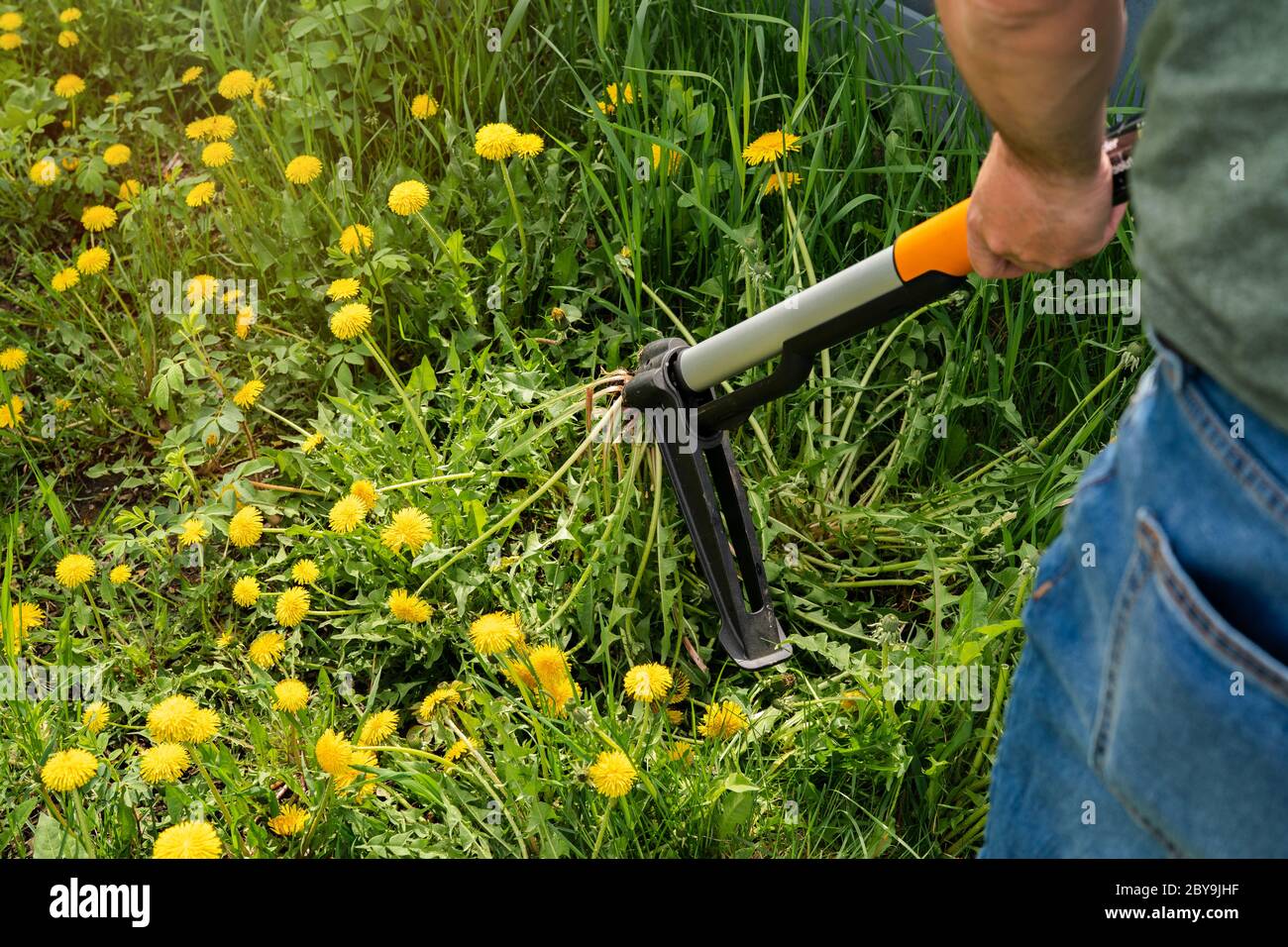 Gardener removing weeds from yard. Device for removing dandelion weeds by pulling the tap root. Weed control. Dandelion removal and weeder lawn tool w Stock Photo