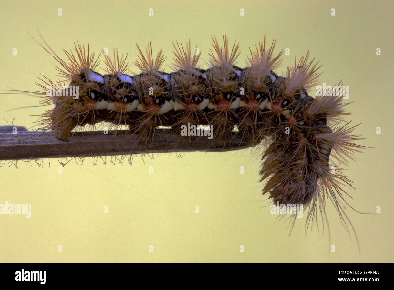 Caterpillar hairy black color hi-res stock photography and images - Alamy