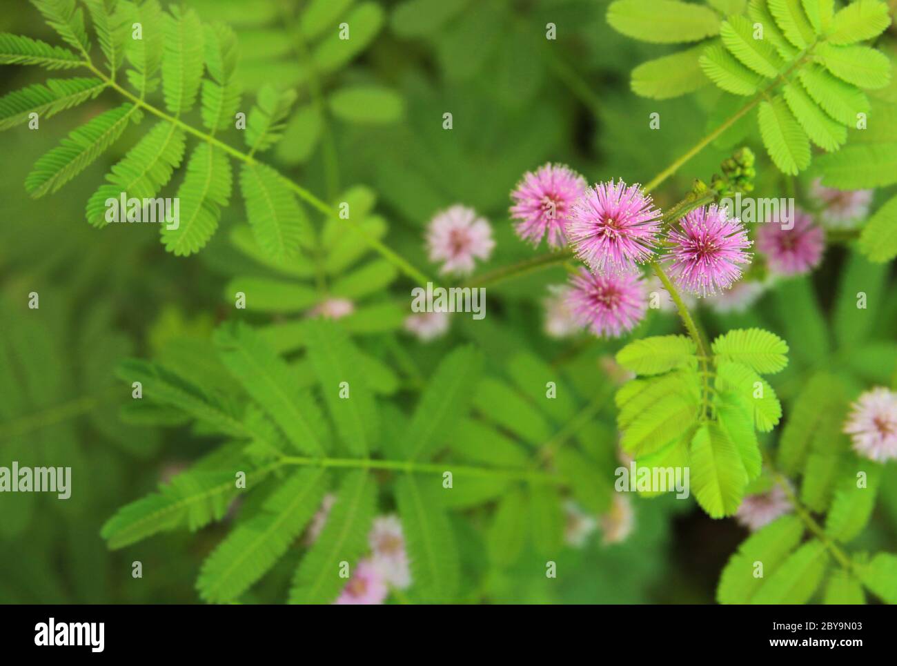 Mimosa pudica plant with pink flower in bloom. When touched, this