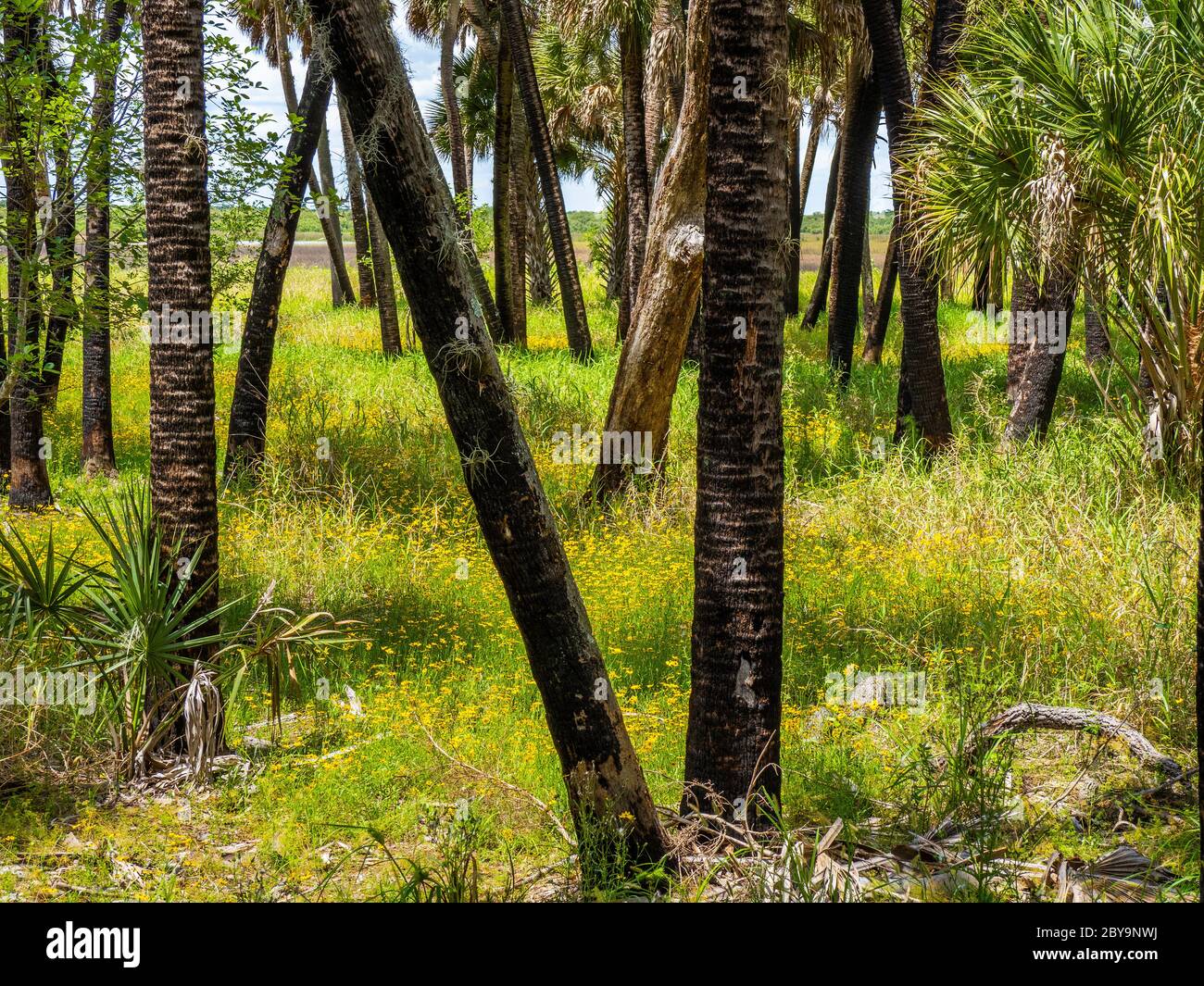 Yellow Florida Tickseed wildflowers (Coreopsis floridana), in Myakka River State Park in
