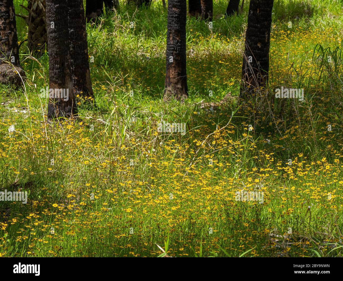 Yellow Florida Tickseed wildflowers (Coreopsis floridana), in Myakka River State Park in